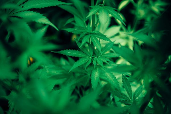 Cannabis Medical Dispensary & Manufacturer/Distributer in Central Maine